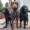 luna_thor_odin_flatcoat