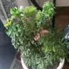 viviadinhaa