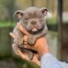 bulldogapparel1