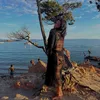 carolina.firii
