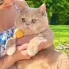 stuborncat16