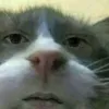 Ren