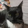 shalquoircat