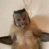 benjaminibarra2