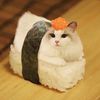 sushi kucen