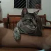 simba.juninho