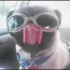 gympug9