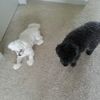 twodogsblackandwhite
