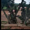 elainecarvalho8