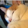 mycatcosmo
