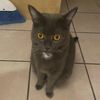 zeldathecutecat