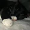 ahphoebs