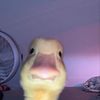 maafre_