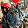 k9_freya