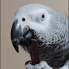 buddhatheafricangrey