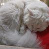 astrokitty911