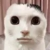 kskdjdjjsnsnsbd