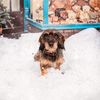 petsonality