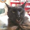 mfgoblincat