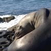 narwhals_noodles