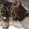 00.tim