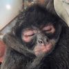 breatheezluvamonkey