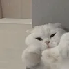 vibewithisadora