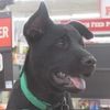 clovertheedawg