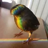 floppflipp