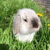 kawaiixbunx