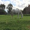unicornsroxxx
