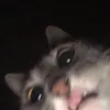 katalinlitter