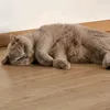ginini_
