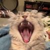 katertotsauce