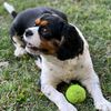 luckydog79794
