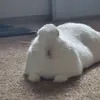 sheand_hercat