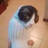easynameyea