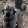aslanthekangal