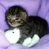 minttih
