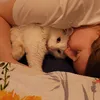 anniessongs