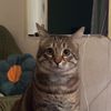 rati_natroshvili7