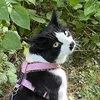 lottathecat