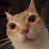 ligmertcatologist