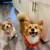 layla_thecorgi