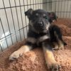zorrotheshepherd