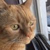 kittypuppy_lover