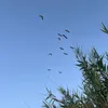 zidanedriouch15