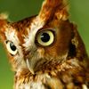 Ullu 🦉