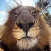 f.lion5