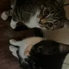 silkiki_
